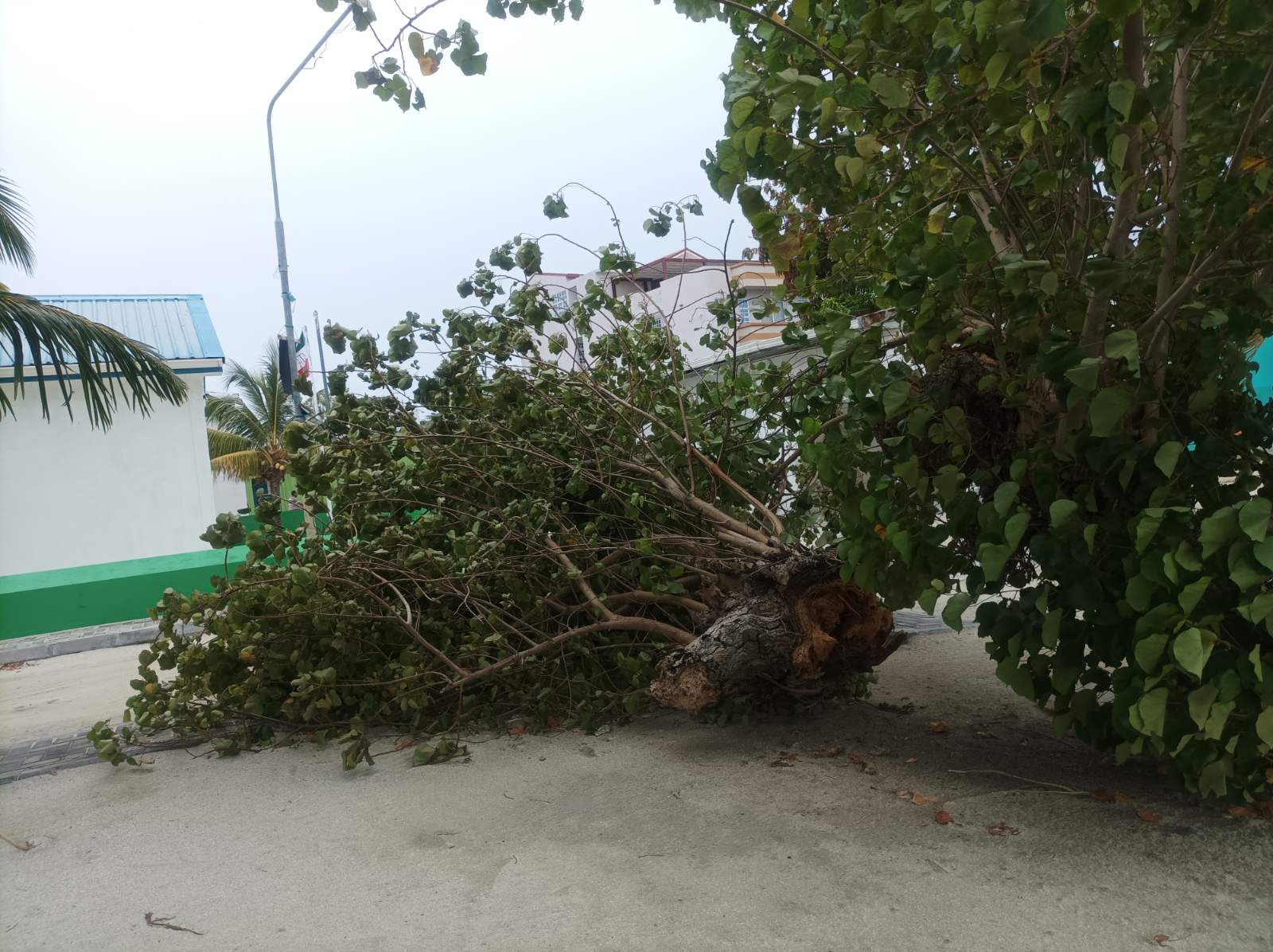 Maldives Thimarafushi fallen tree closeup